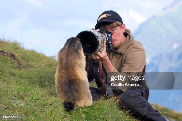 Wildlife photographer taking pictures of tame Alpine marmot with long telephoto lens in summer in the Alps.