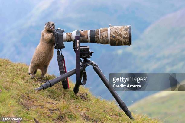 Curious Alpine marmot behind wildlife photographer's Canon camera with large telephoto lens mounted on tripod.
