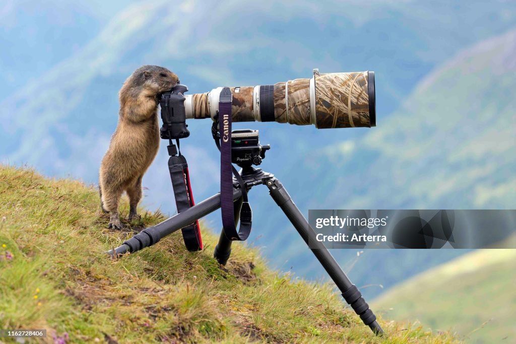 Alpine Marmot camera.