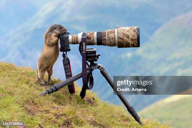 Curious Alpine marmot behind wildlife photographer's Canon camera with large telephoto lens mounted on tripod.