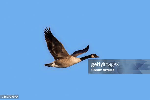 Canada goose in flight against blue sky.
