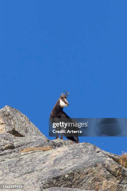 Chamois male on rocky mountain ridge in winter in the European Alps.