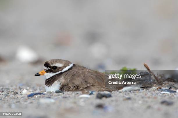 Common ringed plover breeding on nest on the beach in spring.