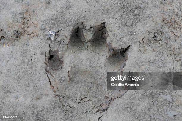 Raccoon dog / racoon dog close-up of footprint in wet sand / mud.