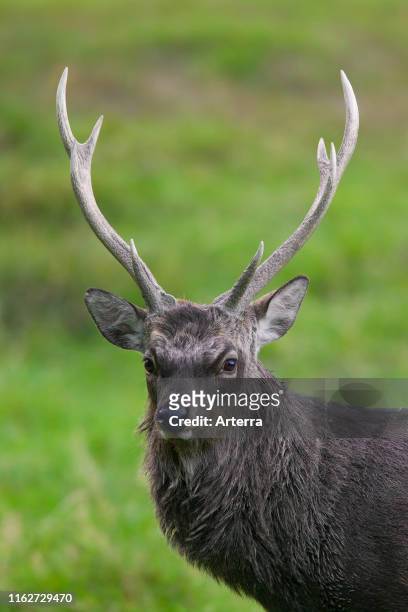 Sika deer / spotted deer / Japanese deer close up portrait of stag, native to Japan and East Asia.