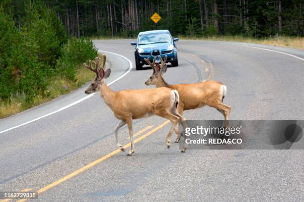 Mule deer. Yellowstone National Park. Wyoming. United States of America . North America.