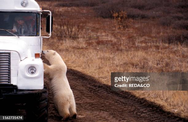 Tundra Buggy and a polar bear. Churchill. Manitoba. Canada. North America.