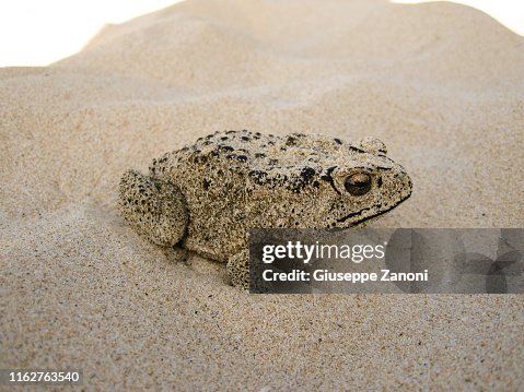 Toad Toad