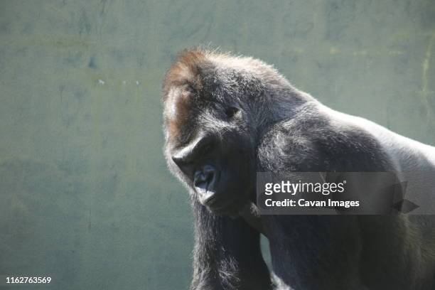 silverback gorilla looking moody and angry - tough love stock-fotos und bilder