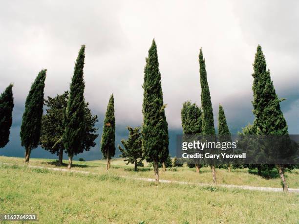 cypress trees on a hillside in tuscany - italian cypress fotografías e imágenes de stock