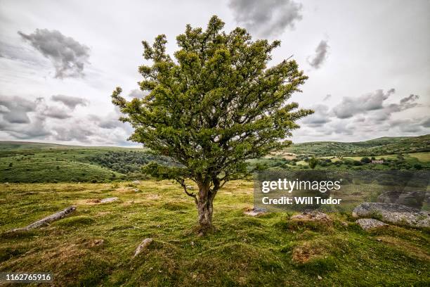 hawthorn at bench tor - hawthorn stock pictures, royalty-free photos & images