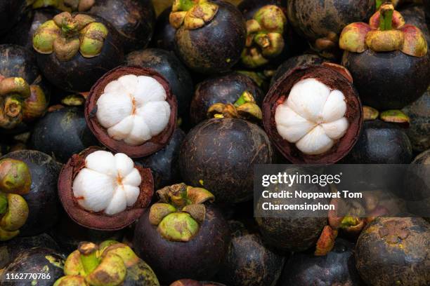 organic purple mangosteens, bangkok, thailand - mangosteen 個照片及圖片檔