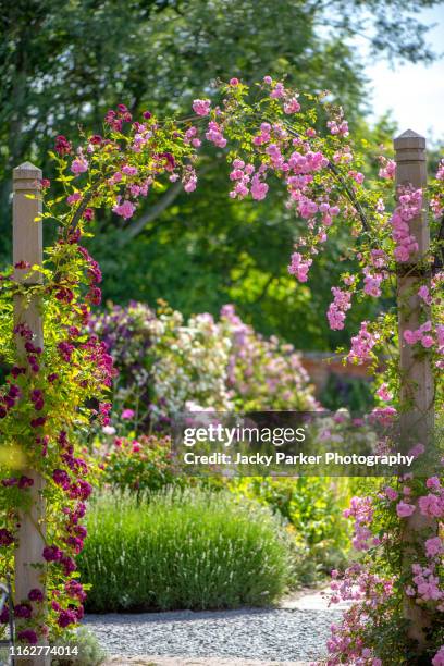 beautiful summer flowering, climbing roses on a garden arch in an english cottage garden - roses in garden stockfoto's en -beelden