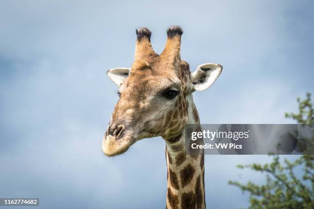 Close up of an angolan giraffe at Etosha National Park, located in Namibia, Africa.