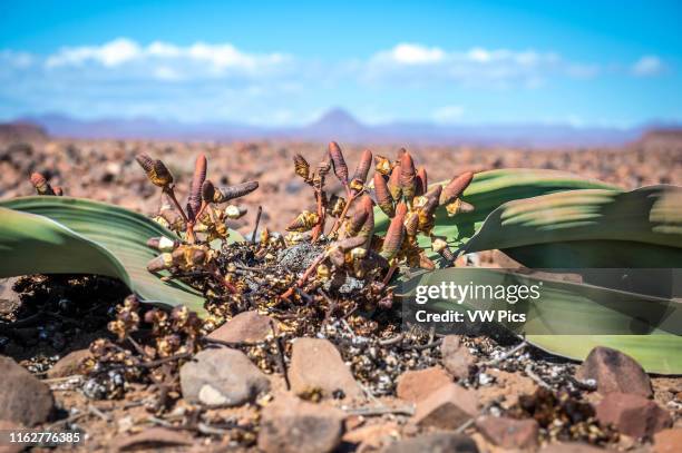 Welwitschia plant and its cones in the Namib desert, Namibia, Africa.