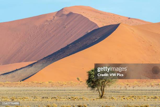 Small acacia tree in front of a large dune in the Soussuvlei salt pan in Namib-Naukluft National Park, located in Namibia, Africa.