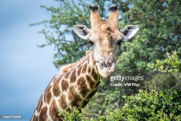 Close up of an angolan giraffe at Etosha National Park, located in Namibia, Africa.