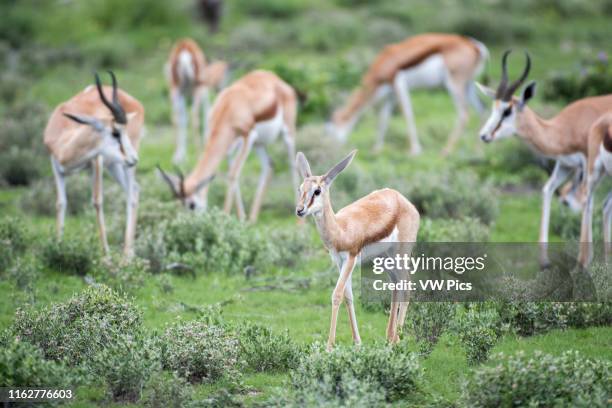 Young gemsbok calf and adult gemsbok antelopes at Etosha National Park, located in Namibia, Africa.