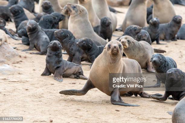 Cape fur mother seals and their young are gathered at the Cape Cross Seal Reserve, located in Namibia, Africa.