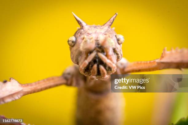 Sharp Stick Insect 1,200 Stick Insect Stock Photos, High-Res Pictures, and Images - Getty ...
