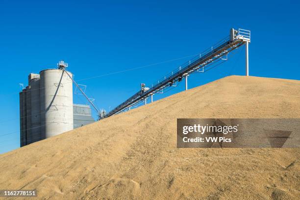 Stockpiled wheat at a grain elevator in Creston, Washingtion.