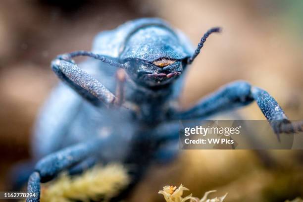 Desert ironclad beetle or blue death feigning beetle