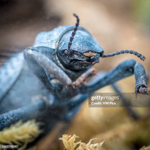 Desert ironclad beetle or blue death feigning beetle