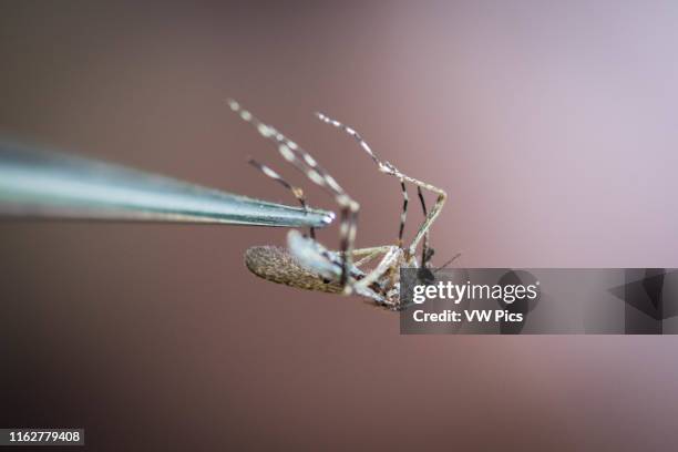 Up close view of a mosquito being held up by a pair of tweezers