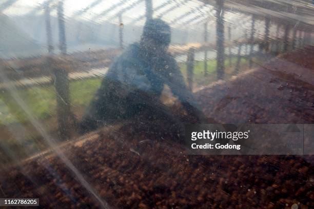 Cocoa drying near Agboville, Ivory Coast.
