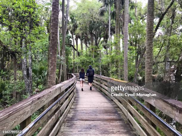 girl walking with father on boardwalk through the florida jungle - live oak tree stock pictures, royalty-free photos & images