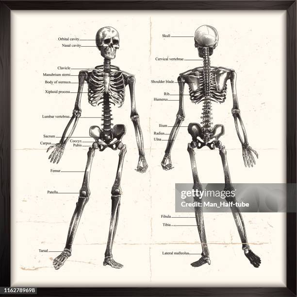 ilustraciones, imágenes clip art, dibujos animados e iconos de stock de esqueleto humano. grabado - human bone