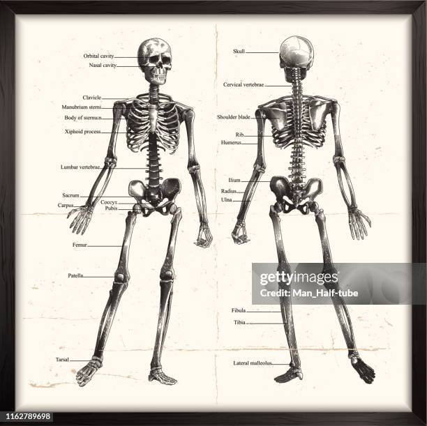 illustrazioni stock, clip art, cartoni animati e icone di tendenza di scheletro umano. incisione - osso humano