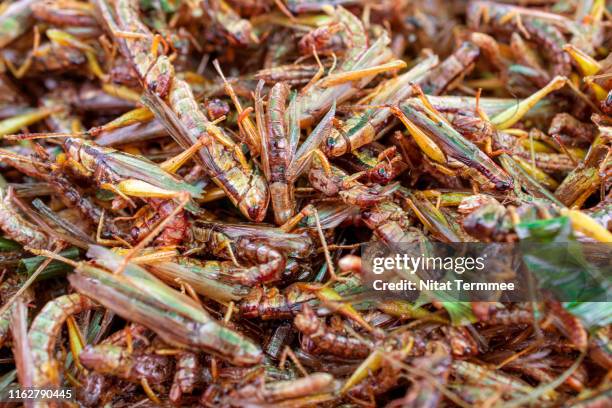 fried grasshopper, thai snacks crispy food popular street foods in thailand. - locust fotografías e imágenes de stock