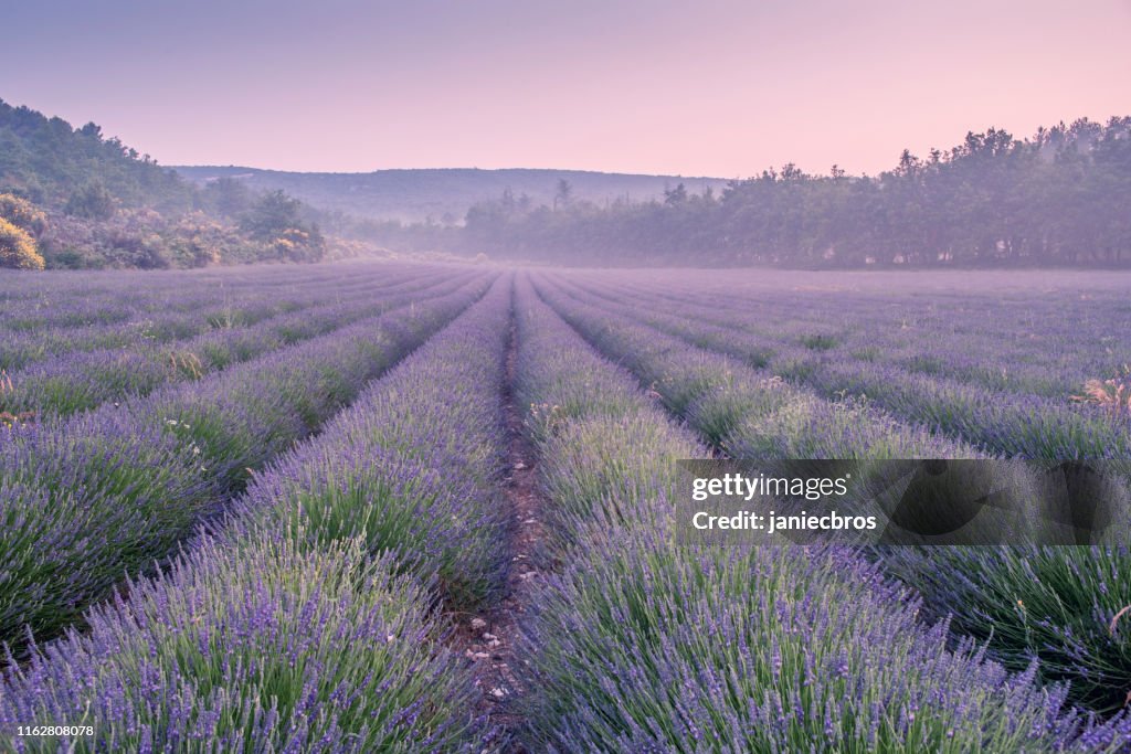 Lavendel veld