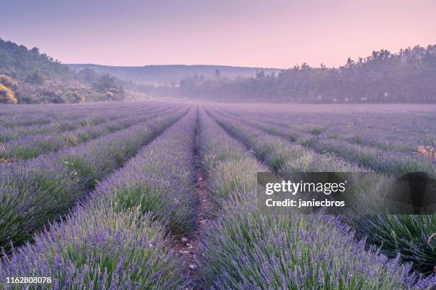 campo da alfazema - lavender - fotografias e filmes do acervo