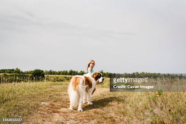 little girl walks with big st. bernard dog on prairie trail - prairie dog 個照片及圖片檔