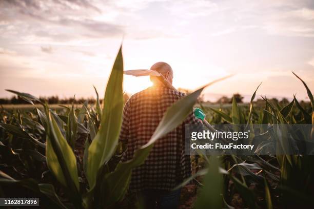 senior farmer with a shovel working in a corn field - back shot position stock pictures, royalty-free photos & images