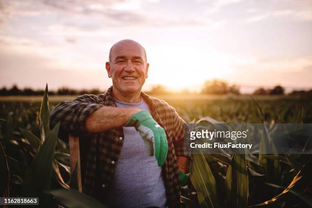 トウモロコシ畑の陽気な農家 - 農家 ストックフォトと画像