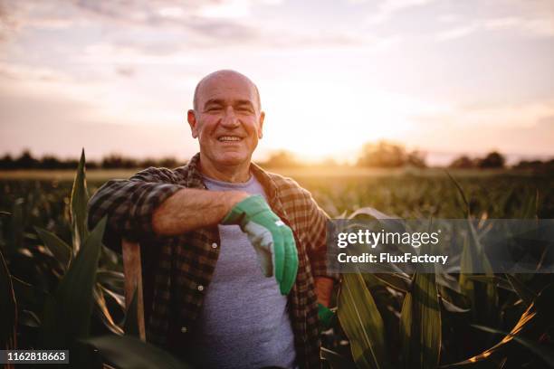 cheerful farmer in a corn field - farmer field stock pictures, royalty-free photos & images