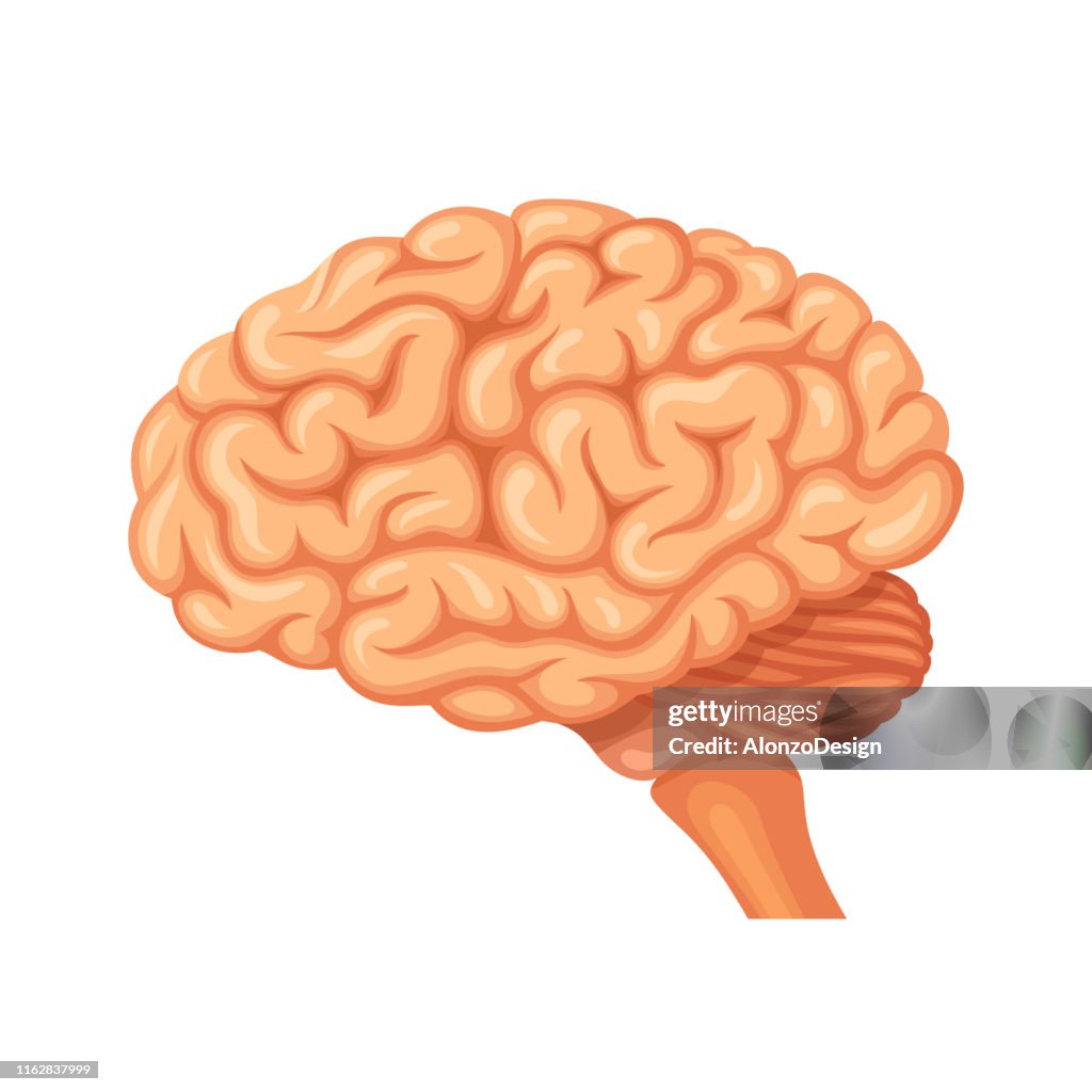 Vetor da anatomia do cérebro