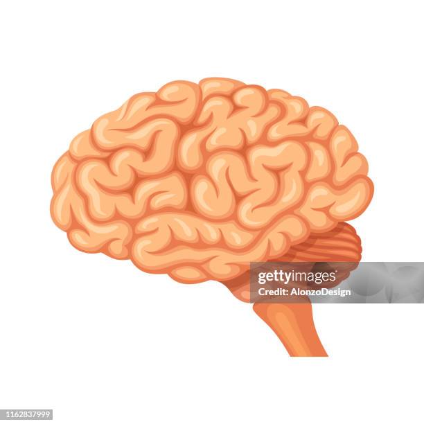 brain anatomy vector - brain diagram colour stock illustrations