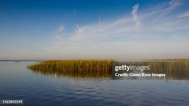 marsh grass intracoastal waterway - mount pleasant south carolina stock pictures, royalty-free photos & images