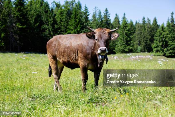 swiss cow with bell on a neck pasturing on a green meadow in switzerland - bulle männliches tier stock-fotos und bilder