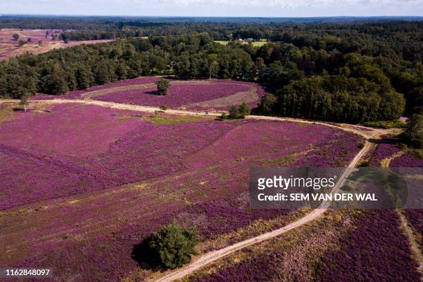 An aerial photo shows fields of heather in bloom in the Veluwe nature reserve on August 20 following heavy rains during the months of July and...