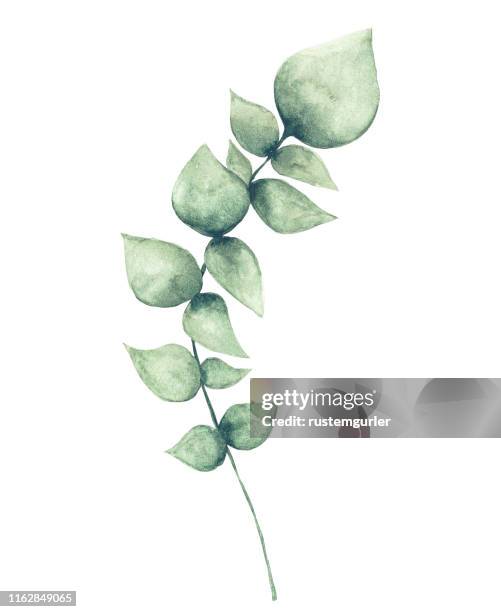 watercolor eucalyptus leaf - eucalyptus leaf stock illustrations