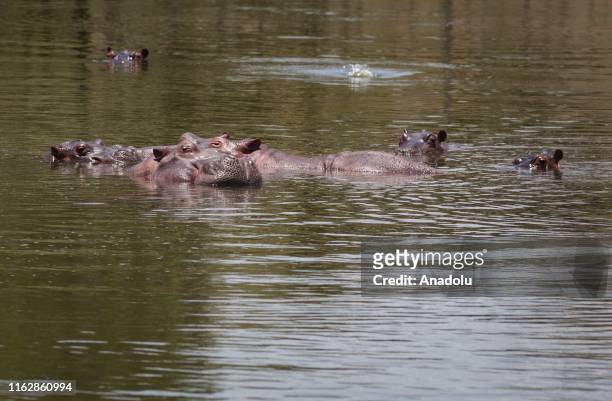 Hippopotamuses swim in one of the lakes nearby Hacienda Napoles in Doradal, Colombia, August 18, 2019. Pablo Escobar owned Hacienda Naples where he...