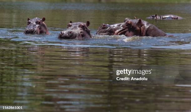 Hippopotamuses swim in one of the lakes nearby Hacienda Napoles in Doradal, Colombia, August 18, 2019. Pablo Escobar owned Hacienda Naples where he...