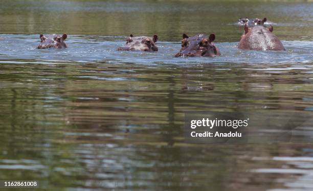 Hippopotamuses swim in one of the lakes nearby Hacienda Napoles in Doradal, Colombia, August 18, 2019. Pablo Escobar owned Hacienda Naples where he...