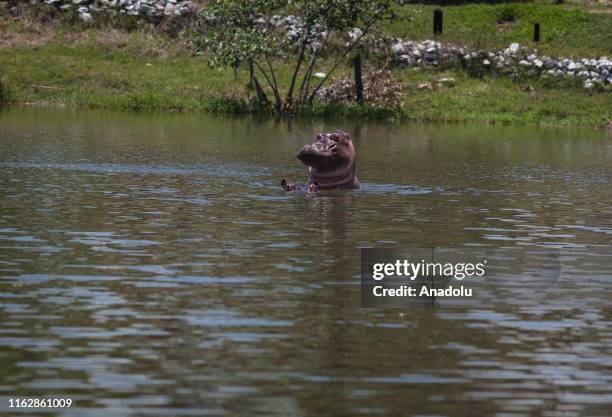 Hippopotamuses swim in one of the lakes nearby Hacienda Napoles in Doradal, Colombia, August 18, 2019. Pablo Escobar owned Hacienda Naples where he...