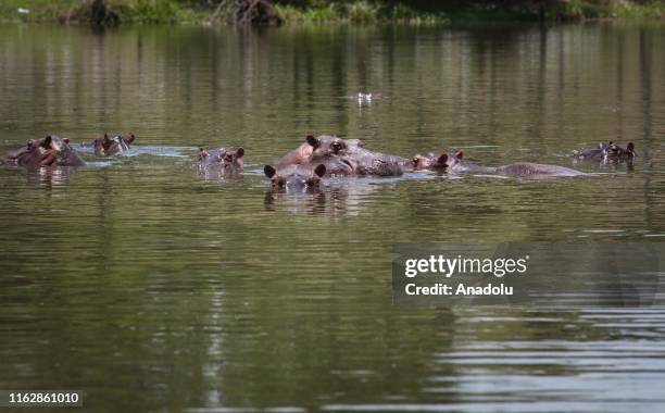 Hippopotamuses swim in one of the lakes nearby Hacienda Napoles in Doradal, Colombia, August 18, 2019. Pablo Escobar owned Hacienda Naples where he...